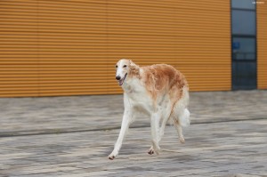 IMG 2272